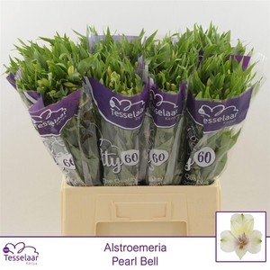 Alstroemeria Pearl Bell | Quality 60