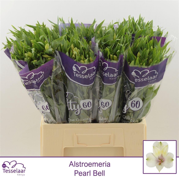 <h4>Alstroemeria Pearl Bell | Quality 60</h4>