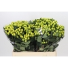 Hypericum Smiley Romance