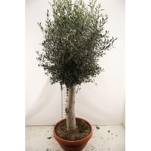 Olijf 55 Cm. Pl. Schaal Europaea 180 Cm. Hoog