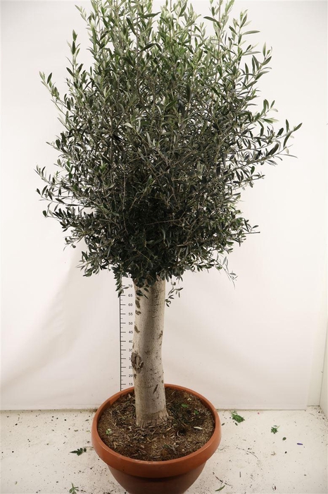 <h4>Olijf 55 Cm. Pl. Schaal Europaea 180 Cm. Hoog</h4>
