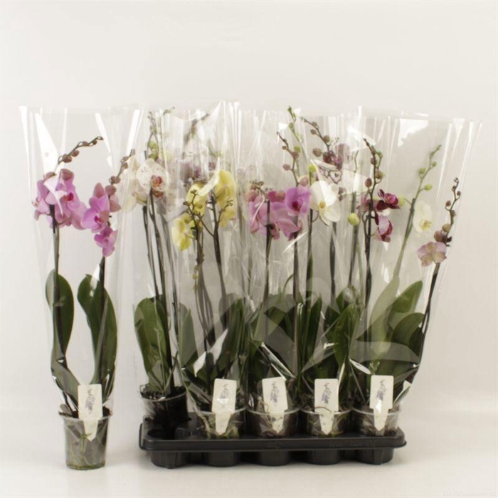 <h4>PHAL GEM 6 KL</h4>