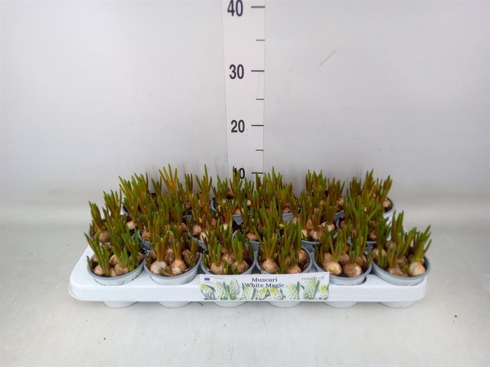 <h4>Muscari  'Magic White'</h4>