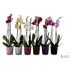 Phalaenopsis mix - 2 tak 70cm in Jackson mix