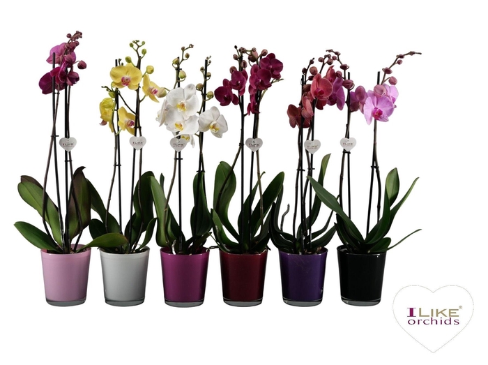 <h4>Phalaenopsis mix - 2 tak 70cm in Jackson mix</h4>