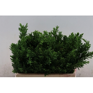 Chamaecyparis Obtusa Coralliformis Bio