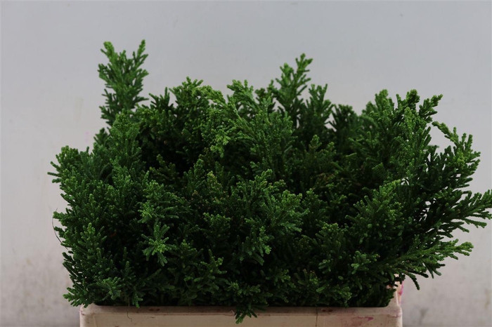 <h4>Chamaecyparis Obtusa Coralliformis Bio</h4>