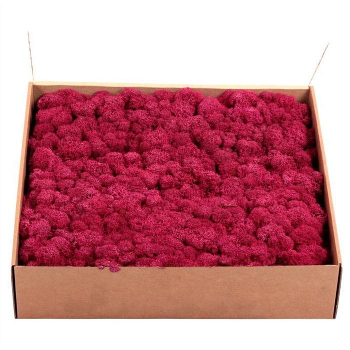 <h4>Ijslandmos (reindeer) Fuchsia</h4>