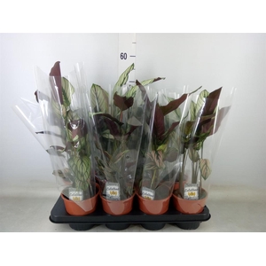 Calathea majestica 'Whitestar'