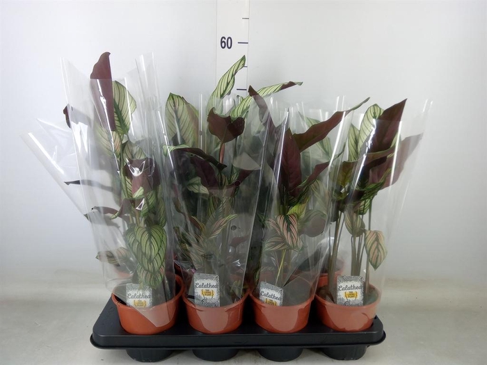 <h4>Calathea majestica 'Whitestar'</h4>