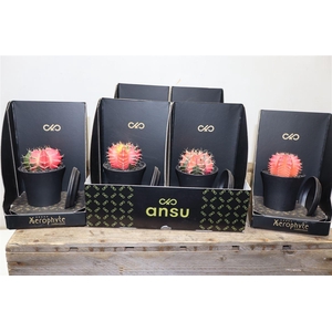 arr8 Cactus Mix Xerophyte Collection