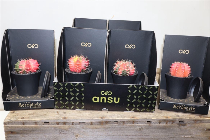 <h4>arr8 Cactus Mix Xerophyte Collection</h4>