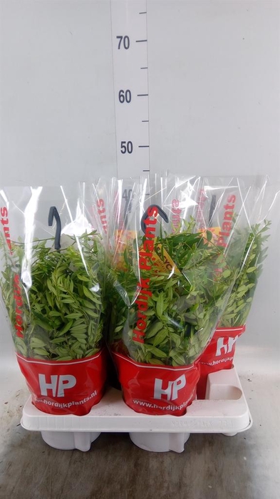 <h4>Aeschynanthus  'Japhrolepis'</h4>