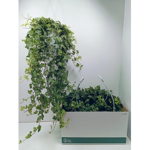 Hedera Helix Pittsburgh 24Ø 100cm