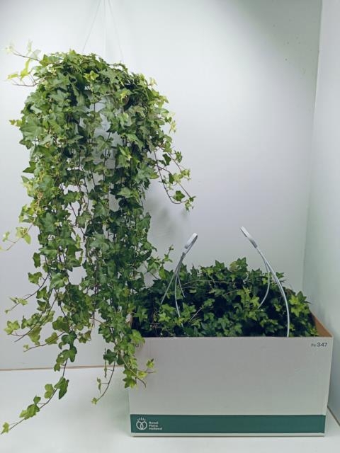 Hedera Helix Pittsburgh 24Ø 100cm