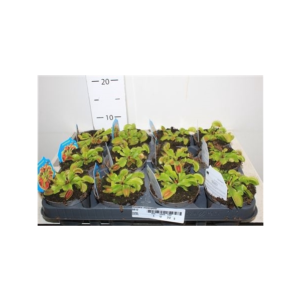 <h4>Dionaea Muscipula</h4>