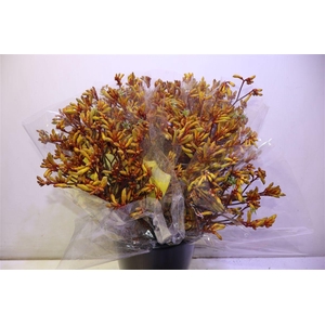 Anigoz Orange Velvet X5