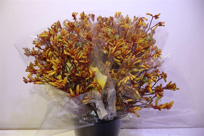<h4>Anigoz Orange Velvet X5</h4>