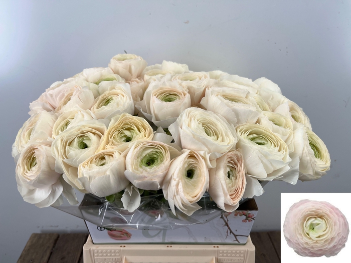 <h4>RAN SU HANOI</h4>