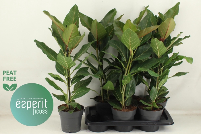 <h4>FIC BENG JOY</h4>