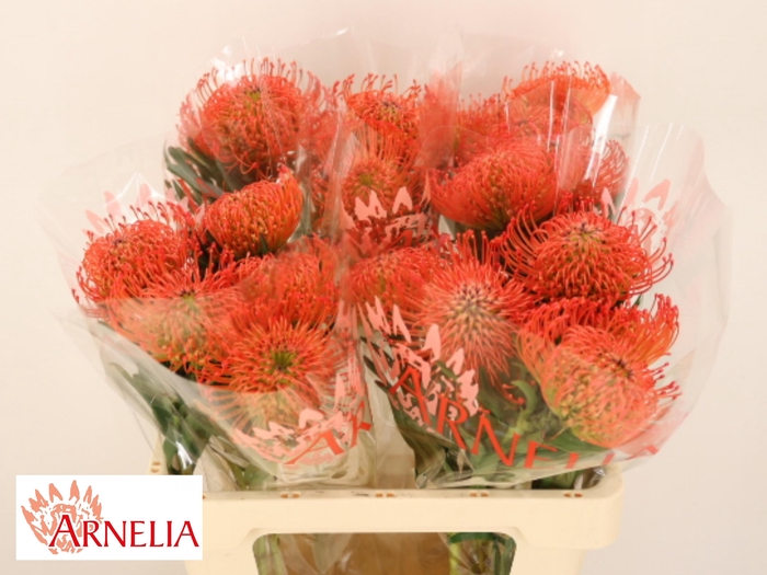 <h4>Leuco Co Succession</h4>