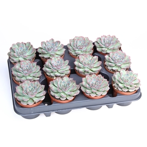 Echeveria   ...
