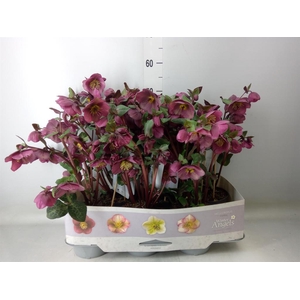 Helleborus  'Fkiss Charmer'