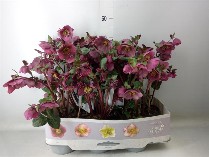 <h4>Helleborus  'Fkiss Charmer'</h4>