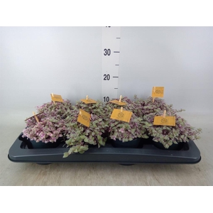 Callisia repens 'Rosato'