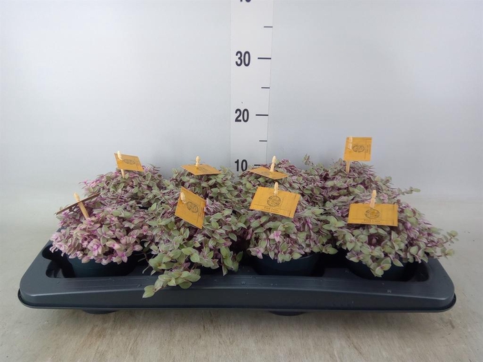 <h4>Callisia repens 'Rosato'</h4>