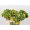 Helianthus Orange Fire