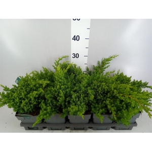 Juniperus procumbens 'Nana'
