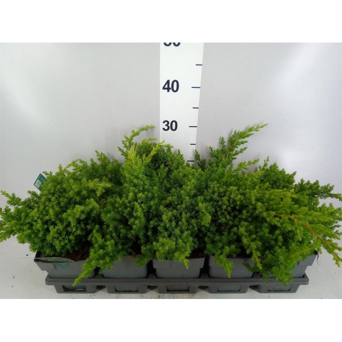 <h4>Juniperus procumbens 'Nana'</h4>
