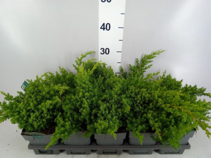 <h4>Juniperus procumbens 'Nana'</h4>