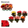 Begonia mix 13 cm KARPRIJS /VOLLE CC Decorum