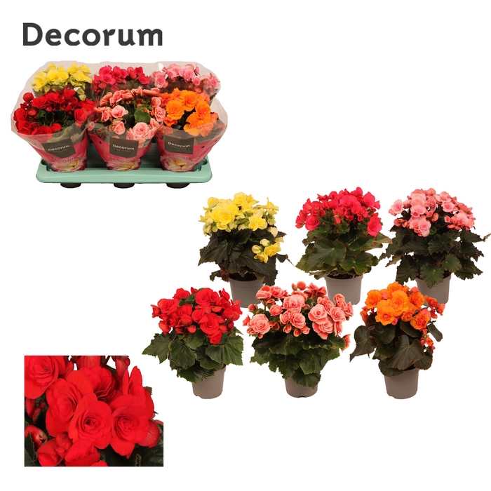 <h4>Begonia 13cm mix in tray(5 kleuren) Decorum</h4>