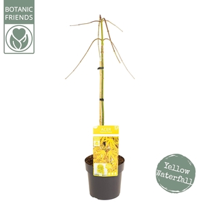 Acer palm. 'Cascade Citrine'