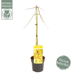 Acer palm. 'Cascade Citrine'