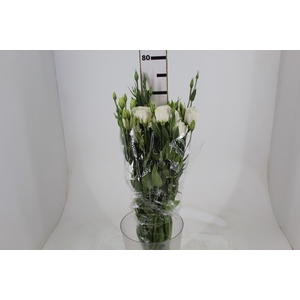 LISIANTHUS CATALINA WHITE 070 CM MIN 500 GRAMAS BRANCO