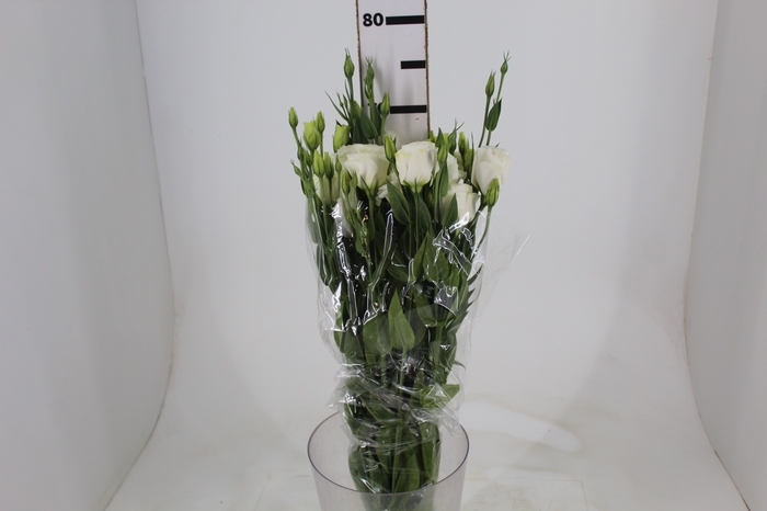 <h4>LISIANTHUS CATALINA WHITE 070 CM MIN 500 GRAMAS BRANCO</h4>