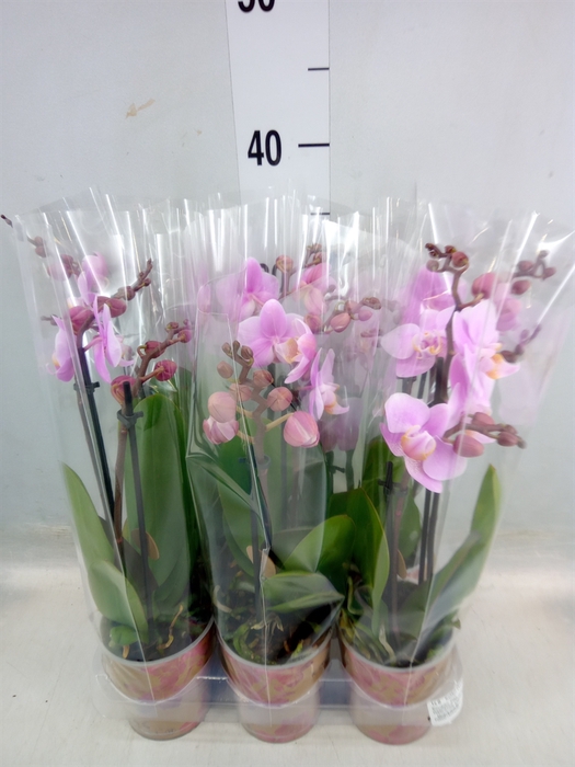 <h4>Phalaenopsis multi. 'Beaution'</h4>