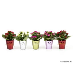 KALANCHOE BLOSSF KERST P6 E 2245