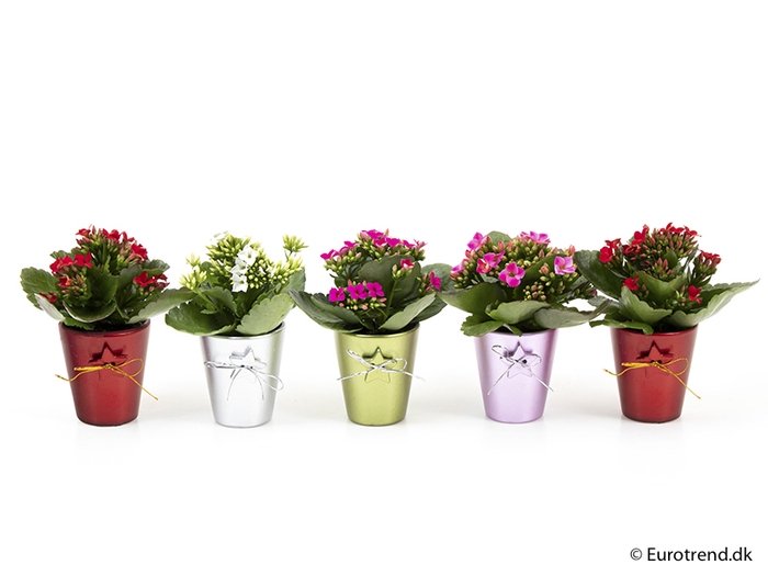 <h4>KALANCHOE BLOSSF KERST P6 E 2245</h4>