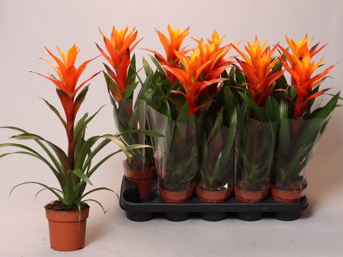 <h4>GUZM VARIADA</h4>