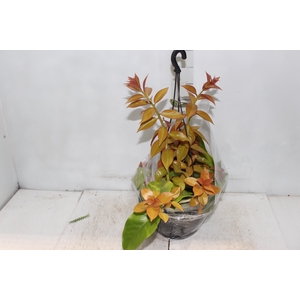 ORA PRO NOBIS DOURADA C21