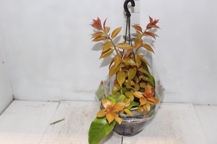 <h4>ORA PRO NOBIS DOURADA C21</h4>