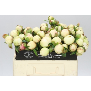 Paeonia Bowl Of Cream A2