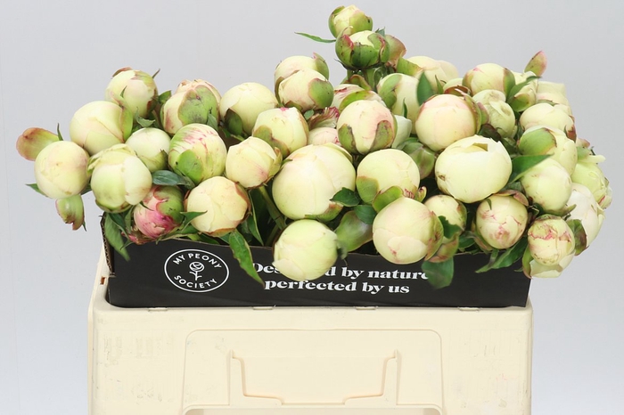 <h4>Paeonia Bowl Of Cream A2</h4>
