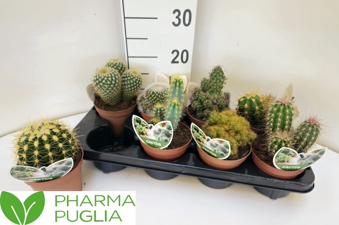 <h4>CACTUS GEM</h4>