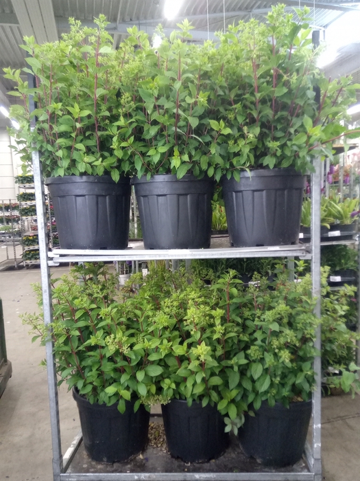 <h4>Hydrangea pan. 'Diamantino'</h4>